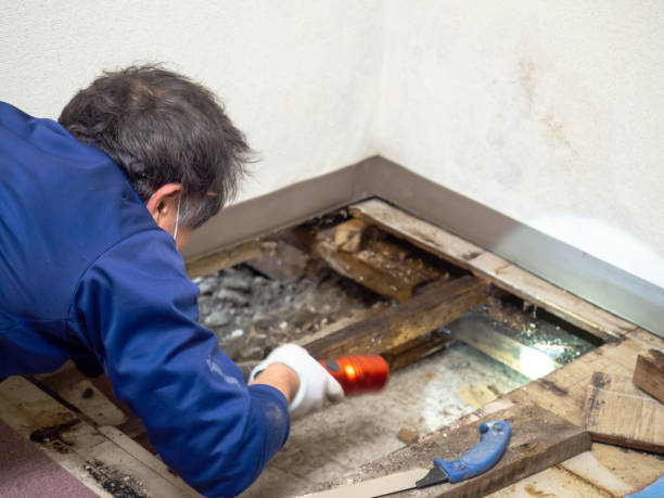 Best Mold Removal Company Near Me  in Rural Hall, NC