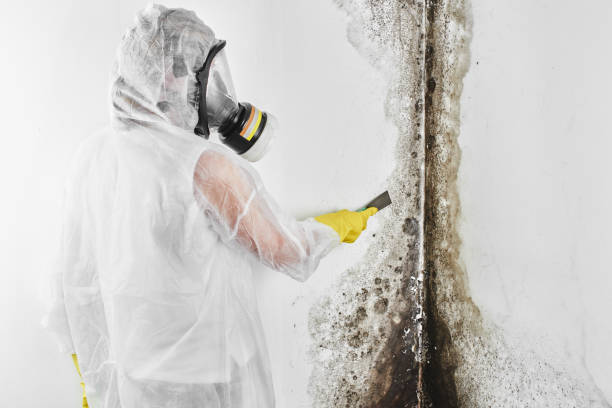 Best Local Mold Removal Service  in Rural Hall, NC