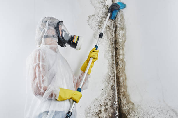 Rural Hall, NC Mold Removal Company