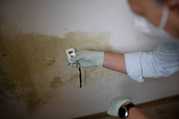 Mold Removal Process in Rural Hall, NC