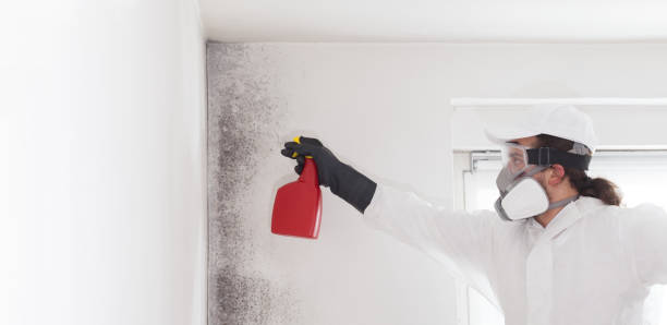 Best Mold Removal Process  in Rural Hall, NC