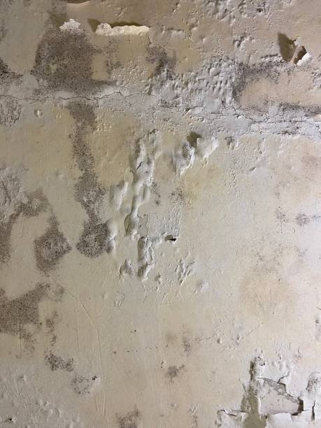 Best Office Mold Removal Services  in Rural Hall, NC