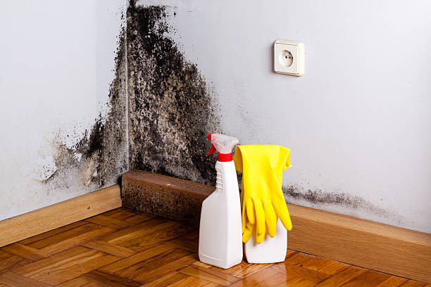 Attic Mold Removal in Rural Hall, NC