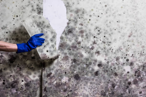 Best Emergency Mold Removal  in Rural Hall, NC