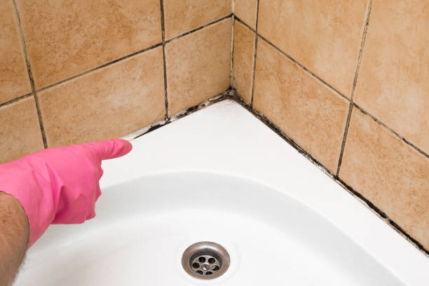 Best Home Mold Removal  in Rural Hall, NC
