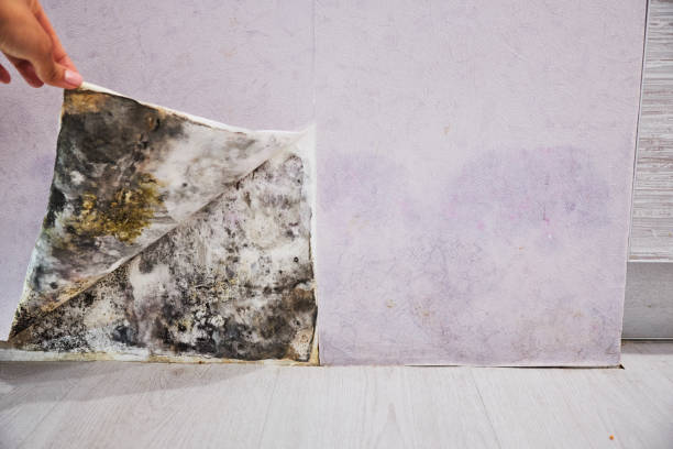 Best Certified Mold Removal  in Rural Hall, NC